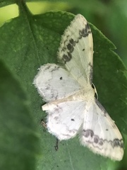 Idaea trigeminata