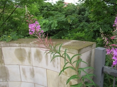 Chamaenerion angustifolium