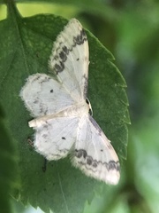 Idaea trigeminata