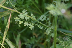 Cardamine parviflora