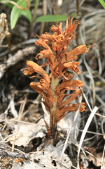 Orobanche coerulescens