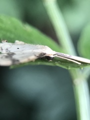 Idaea trigeminata