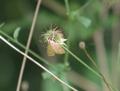 Udea fulvalis