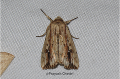 Mythimna sinuosa