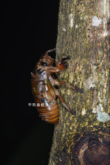 Cryptotympana atrata