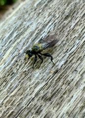 Laphria flavicollis