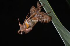 Cryptotympana atrata