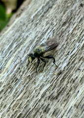 Laphria flavicollis