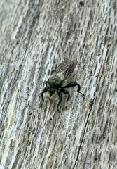 Laphria flavicollis