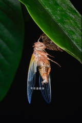 Cryptotympana atrata