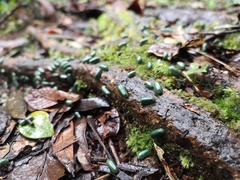 Zoosphaerium neptunus