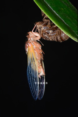 Cryptotympana atrata