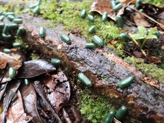 Zoosphaerium neptunus