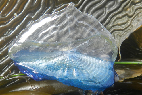 photo of By-the-wind Sailor (Velella velella)