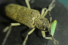 Saperda similis
