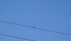 Carpodacus erythrinus