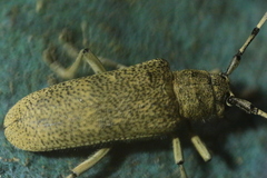 Saperda similis