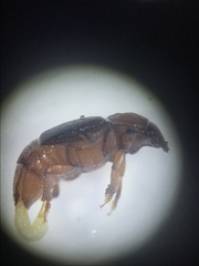 Caplothorax melanopterus