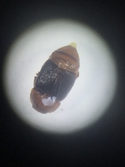 Caplothorax melanopterus