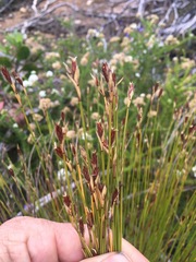 Hypodiscus synchroolepis
