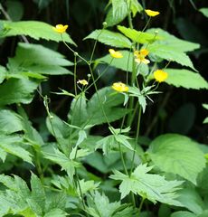 Ranunculus lanuginosus