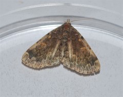 Idia majoralis