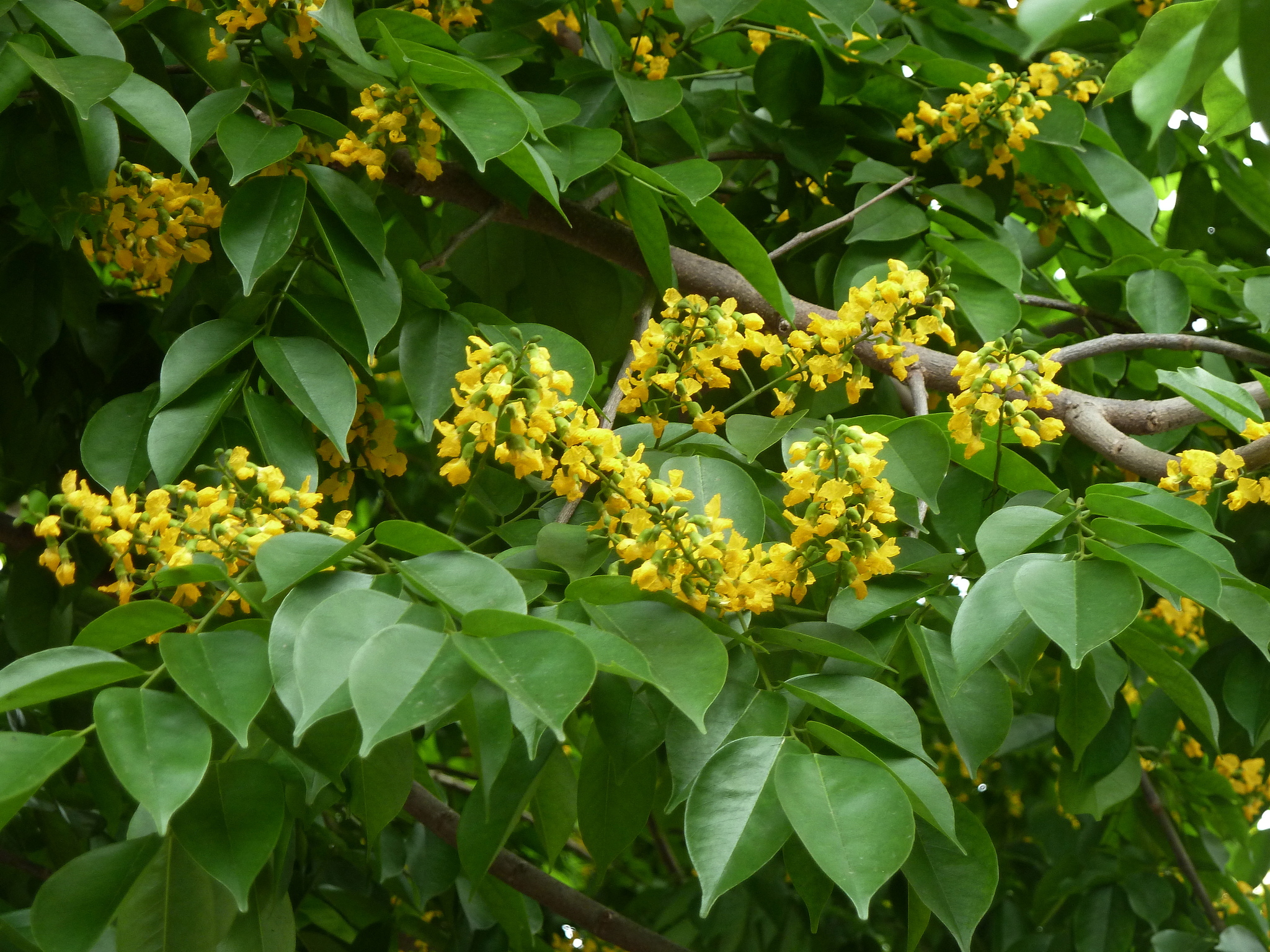 Giáng hương mắt chim — ảnh 2
