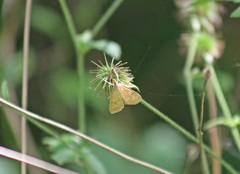 Udea fulvalis