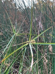 Cyperus gunnii