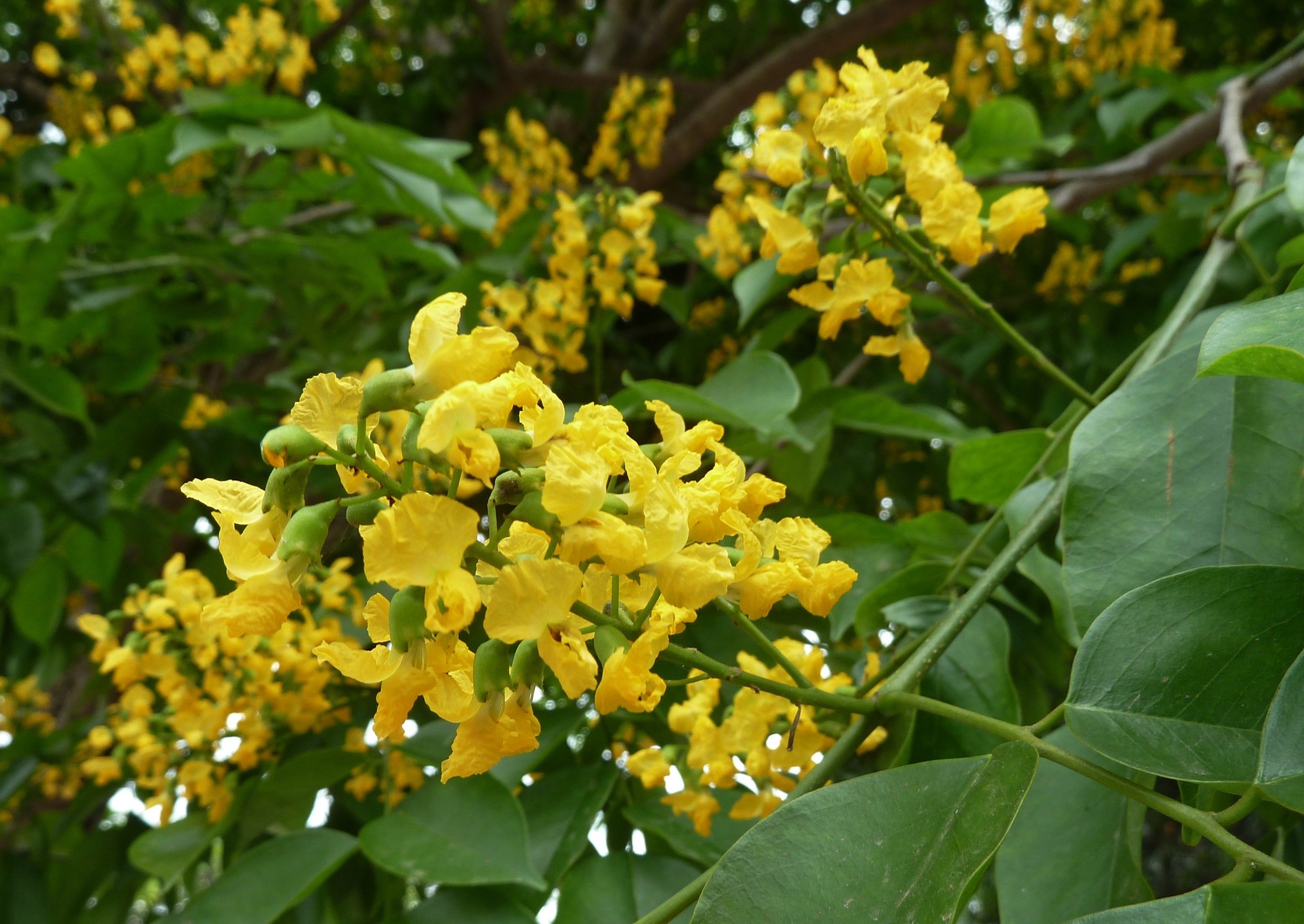 Giáng hương mắt chim — ảnh 3