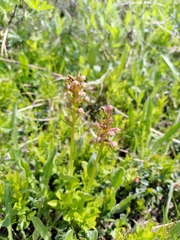 Dactylorhiza viridis