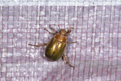 Mimela specularis