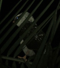 Leucopternis melanops