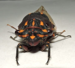 Macrotristria angularis