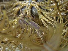 Synalpheus stimpsonii