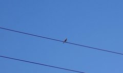 Carpodacus erythrinus