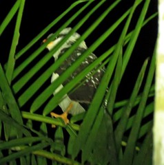 Leucopternis melanops