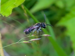 Andrena minutula