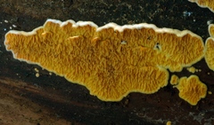 Pseudomerulius aureus image
