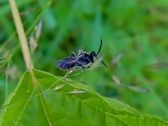 Andrena minutula