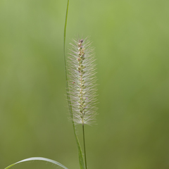Setaria apiculata