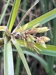 Cyperus gunnii