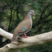 Australian Bronzewings - Photo (c) Kelly, some rights reserved (CC BY-NC), uploaded by Kelly
