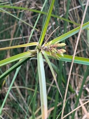 Cyperus gunnii