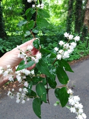 Deutzia pulchra