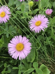 Erigeron caucasicus venustus