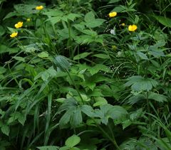 Ranunculus lanuginosus