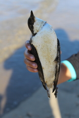 Synthliboramphus craveri