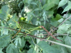 Chondracris rosea