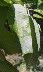 Pachypsylla celtidisumbilicus